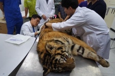 `호랑이도 아프면 MRI 찍어요` 전북대 동물병원에 내원한 호랑이