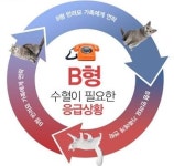 백산동물병원，고양이 헌혈 프로그램 시작 ˝혈액 나눔으로 생명 살려주세요˝