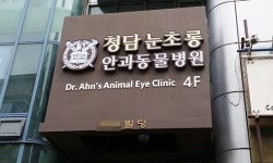   [전문진료 동물병원 인터뷰13] 안과 특화 `청담 눈초롱 안과동물병원`  