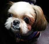 소비자의 관점에서 본 이번 동물보호법 개정안 중 자가진료에 대한 의견