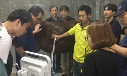 2016 말 수의학 심포지엄, 제주대 수의대서 열려