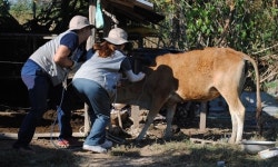   건국대 수의대 바이오필리아, 라오스서 동물의료 봉사활동 펼쳐  