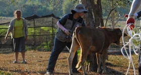   건국대 수의대 바이오필리아, 라오스서 동물의료 봉사활동 펼쳐  