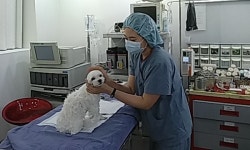 [제3회 실습후기 공모전 우수상] 웨스턴동물의료센터 / 충북대 박수영