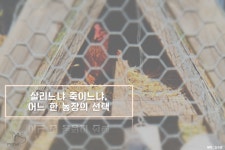   [카드뉴스] 살리느냐 죽이느냐，어느 한 농장의 선택  
