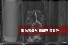   [카드뉴스] 개농장에서 이어지는 비극…정부는 개식용 근절 의지가 없나？  