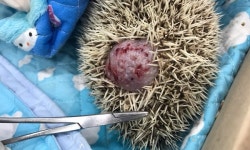   `살 썩을 때까지 연고만 발라` 자가진료 부작용 위험 더 큰 특수동물  