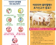   아프리카 돼지열병，국내 유입 막는 방법은？  