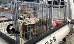   `동물을 위한 행동` 불법 개농장서 강아지 구조‥해외 입양처 찾는다  