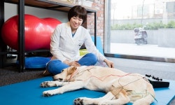   VIP동물한방·재활의학센터, 美동물재활협회 인턴십 인증기관 선정   