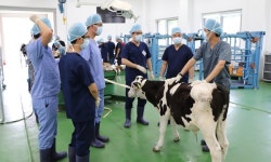  `농장동물 임상 꿈꾼다면 7월 평창으로` 심화과정 실습교육생 모집  