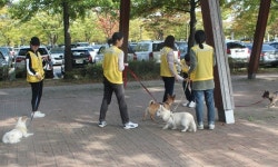   서울시 `유기견과 함께 행복한 산책하고 입양도 하세요！`  