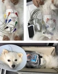  경상대 동물의료원 정동인 교수팀，`국내 동물용 캡슐내시경` 환자 적용 성공  