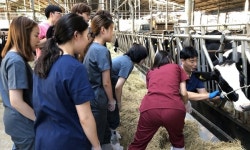   해외봉사 대비해 대동물 임상실습 나선 건국대 수의대생들  