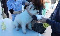   소녀시대 서현·펫닥이 함께한 `서울 동물등록 활성화 캠페인` 성료  