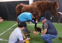 [2018 실습후기 공모전] 마사회 렛츠런팜 제주 동물병원／충남대 박지수