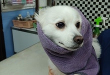 [2018 실습후기 공모전] 동물은내친구 동물병원／전북대 오준영