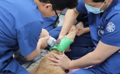   `한우 송아지도 서울대 동물병원 갑니다`   