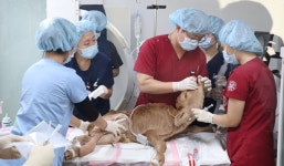   `한우 송아지도 서울대 동물병원 갑니다`   