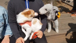   [포토뉴스] 서울대 동물병원 수의사와 함께 캠퍼스 산책해요  