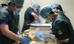   안동에서 정기 동물의료봉사 펼친 `버려진 동물을 위한 수의사회`  