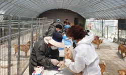   전북수의사회 동물의료봉사단, 익산서 유기동물 수의료봉사 펼쳐  