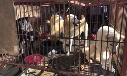   ˝구포 개시장 7개 업소 동물단체와 조기폐업 합의…개 53마리 새 삶˝  