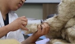 건국대 동물병원, 청진·CPR부터 외과 수술까지 모형으로 배운다