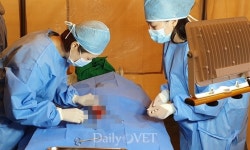 [포토뉴스] 서울시수의사회，애린원 구조동물에 중성화수술 봉사