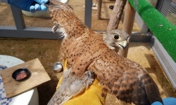 인천 야생동물구조관리센터，올해 천연기념물 74마리 구조·47마리 방사