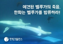 한화 아쿠아플라넷 벨루가 폐사，동물단체들 ˝남은 벨루가 방류 해야˝