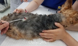 서울대학교 동물병원 한방진료 공식 개시…8월 3일부터 예약 가능