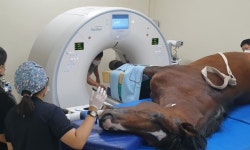 `말도 아프면 CT 찍어요` 제주대 말 동물병원, 국내 첫 말 전용 CT 도입