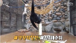 [동물행동풍부화 영상] 인형에 몸 비비는 사자·타이어 속 닭 꺼내는 호랑이