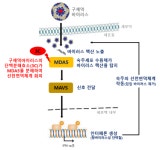 검역본부, 구제역 바이러스 선천면역 회피기전 규명