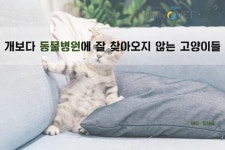 [카드뉴스] 개보다 동물병원에 잘 오지 않는 고양이들：프시케