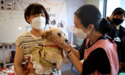 서울 도심 속 유기동물 입양카페 문 연다 `발라당 입양카페`