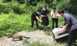 전북야생동물구조관리센터, 멸종위기종 담비 구조·치료 후 방사