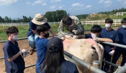 농장동물 수의사, 제주대 수의대에서 미리 경험해요