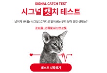 아픔 숨기는 고양이 특성 모르는 보호자 10명 중 4명