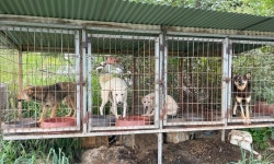 식용견 농장 적발하자...내장칩에 천연기념물 등록된 진돗개까지 발견