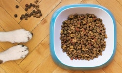 `동물병원 전용 반려동물식품 안전성 점검` 수의사회, 제보 수집