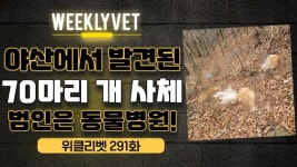 [위클리벳 291회] 야산에 개 70마리 사체를 버린 동물병원
