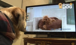 “해피독TV, 동물병원에서 활용 어때요? 입원 동물에 안정 효과”