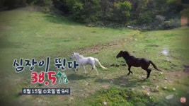 말 수의사가 대관령까지 간 이유는? ‘심장이 뛴다 38.5’ 15일 방송