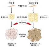 서울대 조제열 교수팀, 지방세포 분화 조절 새 유전자 발견