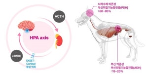 녹십자수의약품, 국내 제조 쿠싱증후군 치료제 ‘엑시트’ 출시