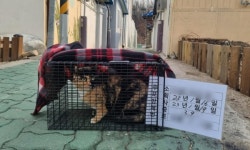 수의사회가 TNR 가이드 만들고 우수병원 추천..길고양이 협의체 만든다