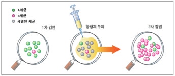 항생제 병용, 무분별한 혼합과 다르다
