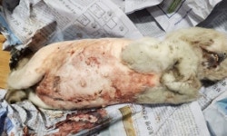 커터칼로 배 가르고 호르몬제 투약하고…번식장에서 벌어지는 자가진료